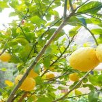 quand planter des arbres fruitiers