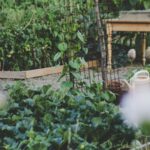 potager